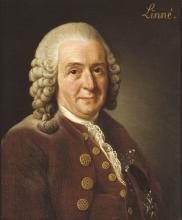 Portrait of Carolus Linnaeus